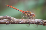 Common Darter (male)