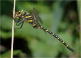 Golden-ringed dragonfly with wasp