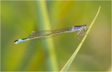 Blue-tailed Damselfly (female form violacea)