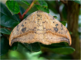  Pebble Hook-tip Moth