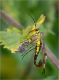 Scorpion Fly (male)