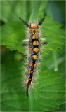 Vapourer Moth larva.