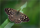 Speckled Wood