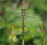 Golden-ringed Dragonfly (male)