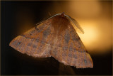 Feathered Thorn (male)