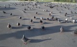 pigeon_advance.jpg
