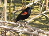 redwing blackbird s.jpg