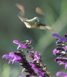 hummingbird 3.jpg