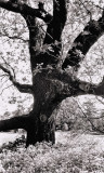 MarbleHillPark-Scan035