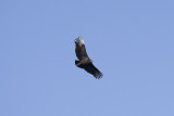 Vultures