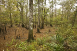 The Pinckney Hollow