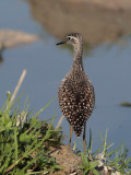 caradriformes