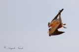 Falco naumanni, Lesser Kestrel, Grillaio