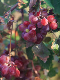 Naxian Grapes