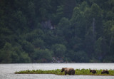 Wolverine Creek Bears