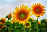 The Amazing Sunflower