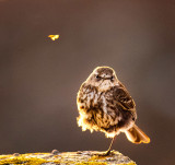 Bird with Attitude - Dunnock (Prunella modularis) juvenile