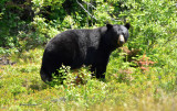 Black_bear