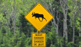 Moose_crossing