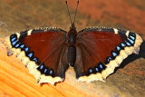 Mourning cloak butterfly