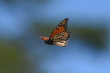 Monarch_in_flight_26_Sept_2019j.JPG