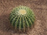 Cactus 1291930