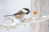 Grey-headed chickadee PSLR-7265