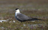 Long-tailed jaeger - Kleinste jager PSLR-3539