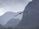 White-tailed eagle PSLR-4983