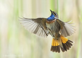 Bluethroat KPSLR-8953