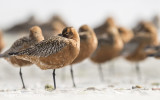 Bar-tailed godwit - Rosse grutto PSLR-9488