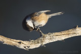 Poecile cinctus - Siberian Tit - Bruinkopmees