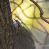 Short-toed treecreeper  PSLRT-5433