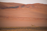 Oryx - Gemsbok PSLR-3177