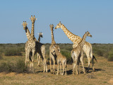 Giraffe PSLR-2977