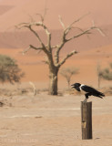 Pied crow - Schildraaf PSLR-3224