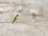 Rosy-faced lovebird PSLR-3240