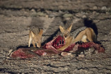 Black-backed jackal PSLRT-3159