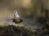 Luscinia svecica - Bluethroat - Blauwborst