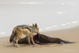 Wildlife impressions of South Africa and Namibia