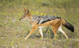 Black-backed jackal KPSLRT-3911