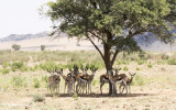 Springbok PSLR 2-3233.