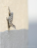 Common Namib day gecko PSLRT- 3552