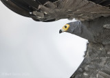 African harrier hawk KPSLRT-4226