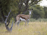 Springbok LR-3847