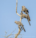 Grey go-away bird LR-3676