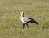 Secretarybird - Secretarisvogel LR-3786