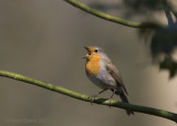 European robin - Roodborst PSLRT-8536