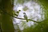 Ficedula hypoleuca - European pied flycatcher - Bonte vliegenvanger