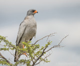 Pale chanting goshawk KPSLRT-4262.jpg